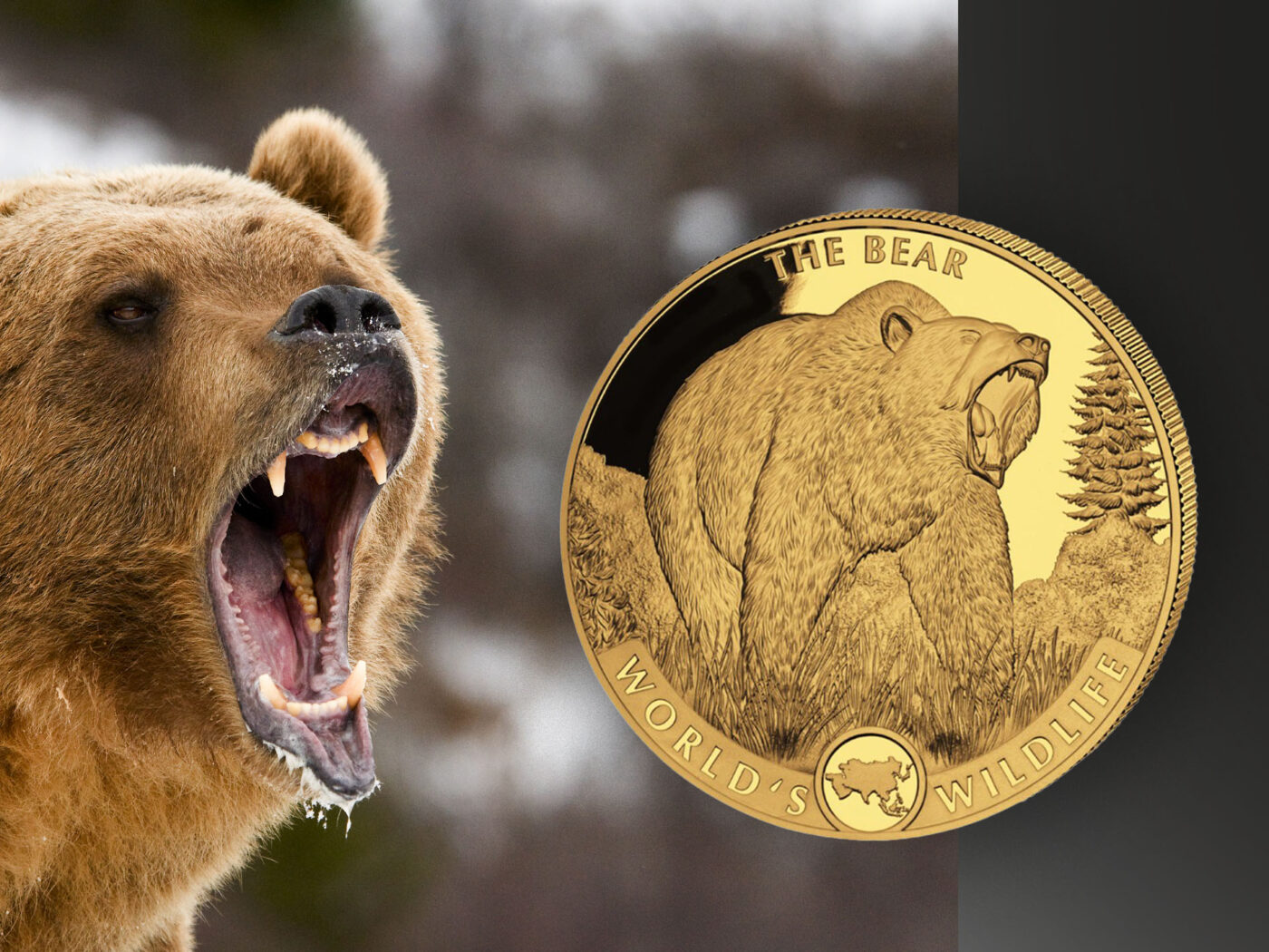 Was Bedeutet Das Engl Wort Grizzly Wissen für Sammler - der Grizzlybär